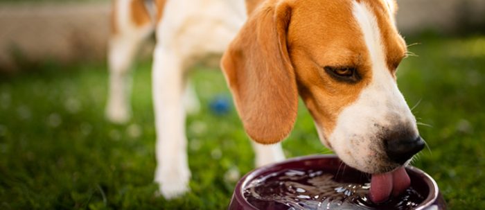 beagle drinks water