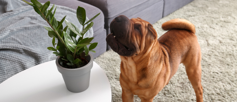 Hund im Wohnzimmer