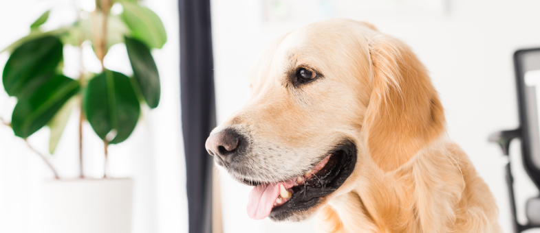 Giftige Zimmerpflanzen für Hunde