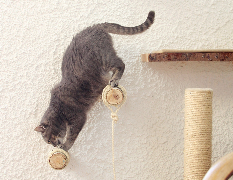 Katze klettert an Wand