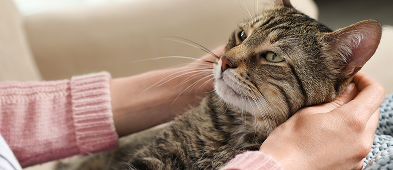 Katzenaugen saeubern