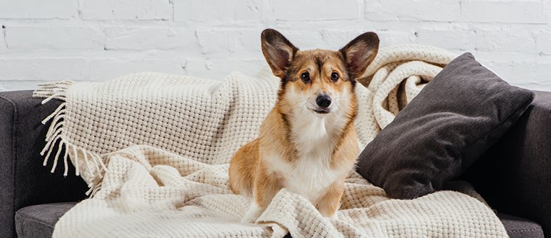 Hund kann nicht alleine bleiben