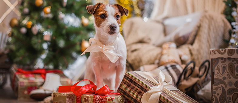 Hund hat Weihnachtsschokolade gefressen