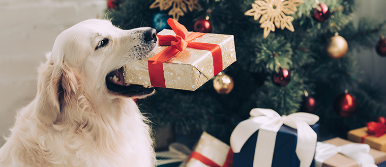 Hund Weihnachten Schokolade