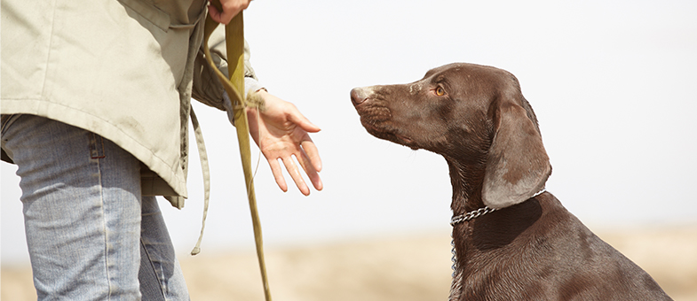 Hund in Hundeschule