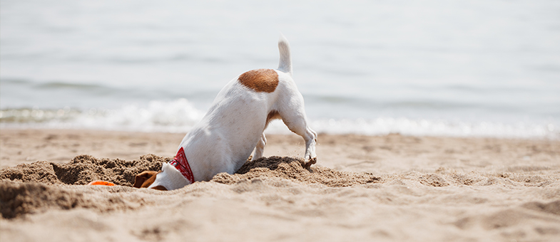 Hund am Strand