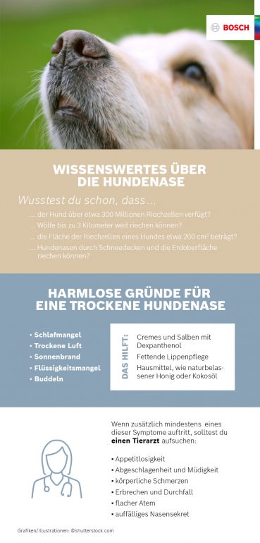 Schaubild Hund trockene Nase