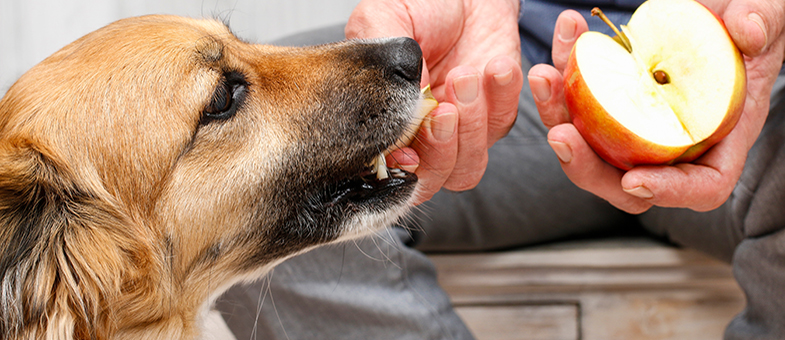 Hund mit Apfel füttern