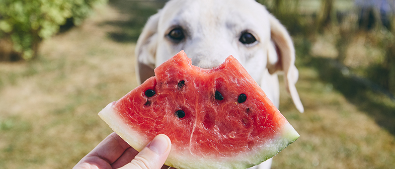 Hund isst Melone