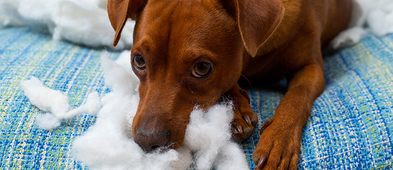 Hund hat ein Kissen kaputt gemacht 