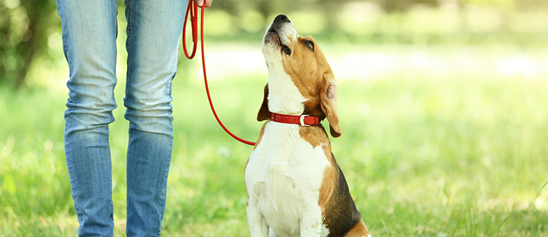 Beifuß mit dem Hund üben