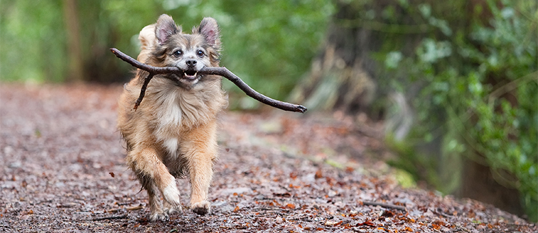 Hund bringt Stock beim Gassigehen.