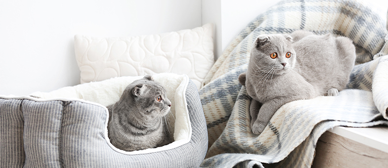 Zwei Katzen liegen auf ihren gemütlichen Schlafplätzen