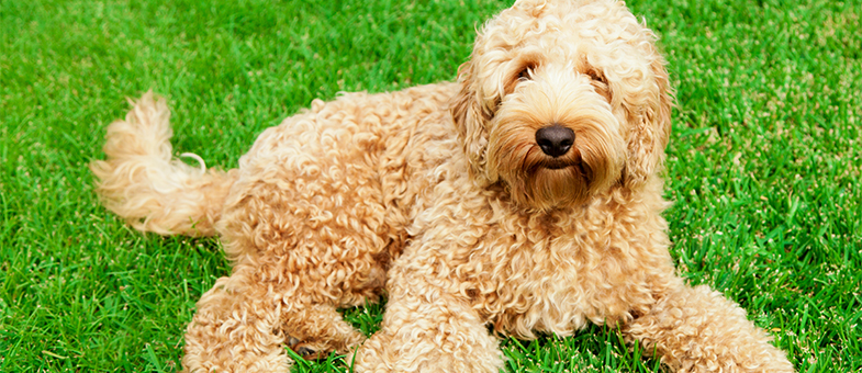 Familienhund Labradoodle liegt im Gras.