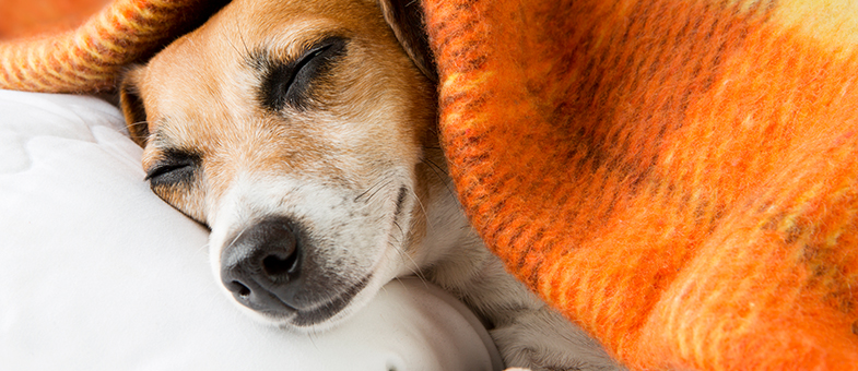 Hund liegt im Körbchen und ist warm eingekuschelt