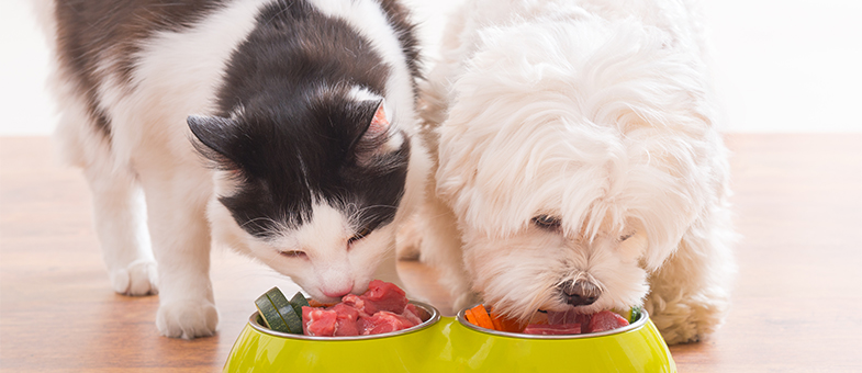 Hund und Katze fressen aus ihrem Napf