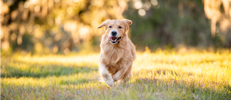 Ein Hund rennt über eine Wiese. 