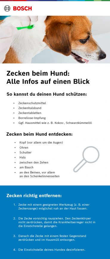 Infografik zum Thema Zecken beim Hund