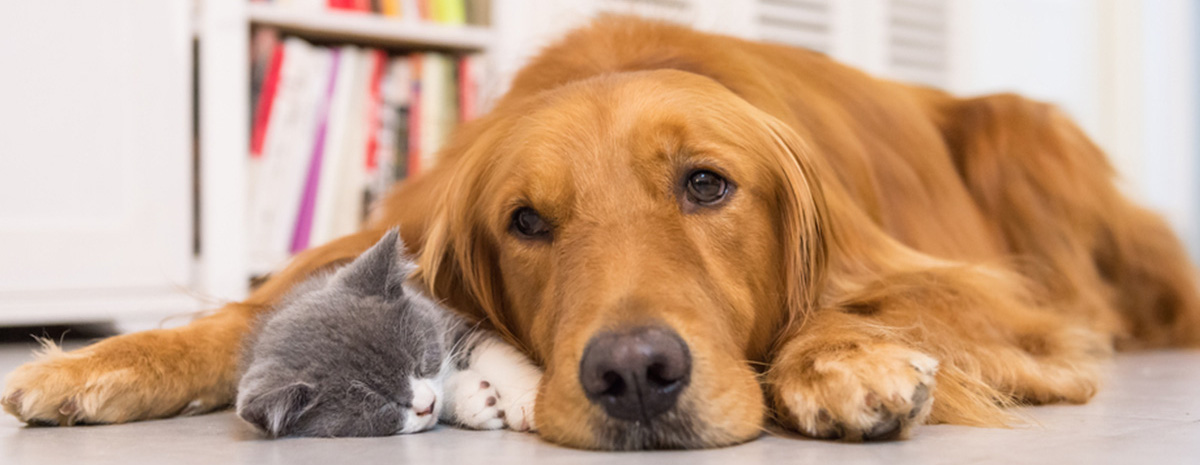 Hund und Katze in Wohnung