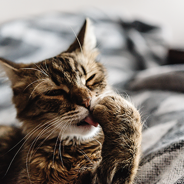 Katze Haart Extrem Im Sommer