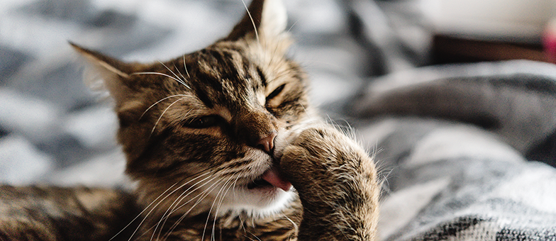 Fellwechsel Katze Wann Katzen Haaren Warum Tierisch Wohnen