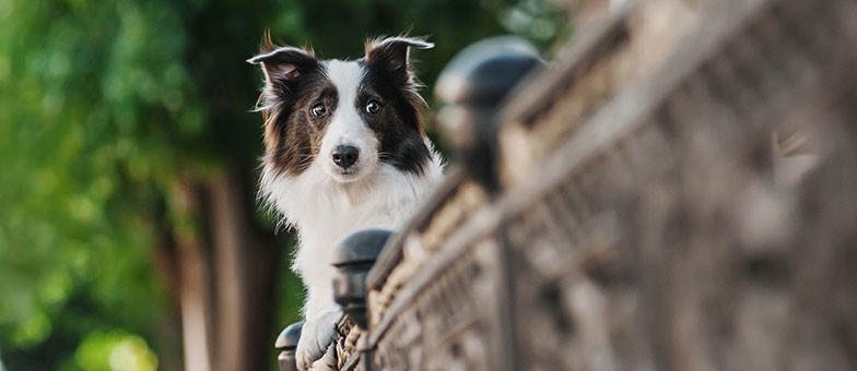 Hamburg ist die Hundefreundlichste Stadt