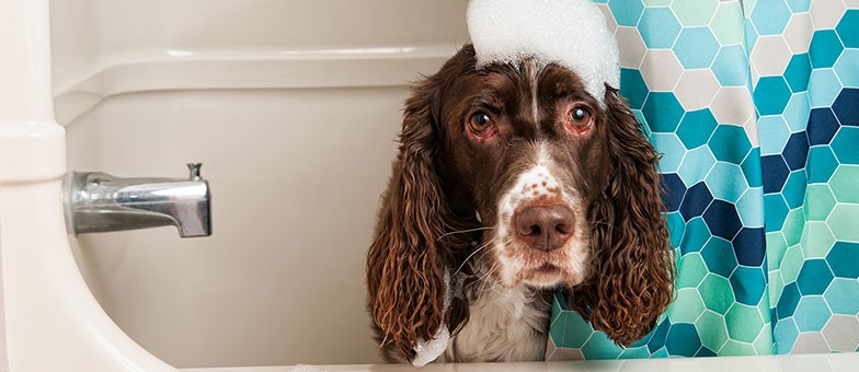 Fellpflege Hund Langhaar