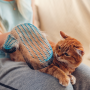 Fellpflege bei der Katze: Das musst du wissen