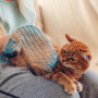 Eine rot-getigerte Katze sitzt auf dem Schoß einer Person und wird mit einem Fellpflege-Handschuh abgebürstet.