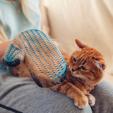 Eine rot-getigerte Katze sitzt auf dem Schoß einer Person und wird mit einem Fellpflege-Handschuh abgebürstet.