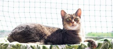 Eine Katze liegt auf einem katzensicheren Balkon vor dem Katzennetz.