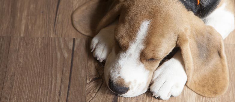 Welcher Bodenbelag ist für Hunde geeignet