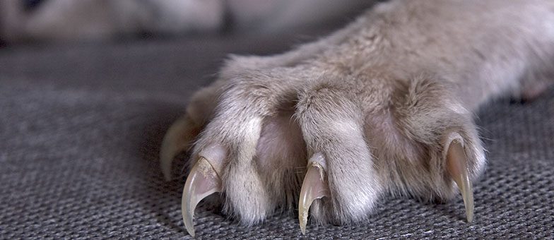 Katze Krallen Schneiden Tierarzt Kosten