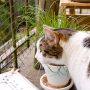 Eine Katze erkundet den katzensicheren Balkon.