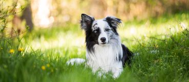 Ein schwarz-weiß gefleckter Hund liegt im Gras.