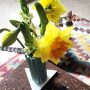 Für Katzen giftige Blumen
