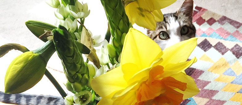 Für Katzen giftige Pflanzen