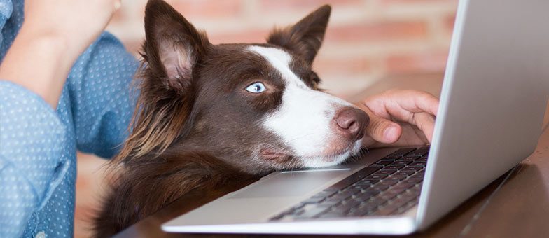 Hund im Büro