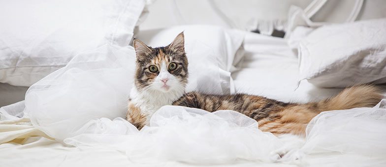 Katze beibringen nicht ins Bett zu gehen