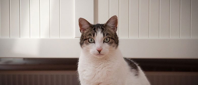 Das Sind Die Grunde Warum Katzen Kartons Lieben Tierisch Wohnen