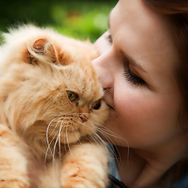 Britisch Langhaar Katze Allergiker