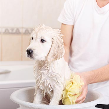 Wie Oft Darf Man Hunde Baden