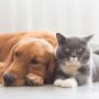 Hund und Katze friedlich