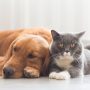 Hund und Katze friedlich
