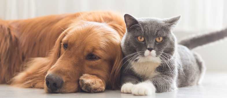 Hund und Katze kuscheln
