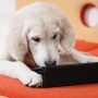 Technik Gadgets für den Hund