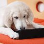 Technik Gadgets für den Hund