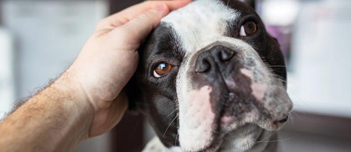 Das hilft gegen Schuppen beim Hund tierisch wohnen