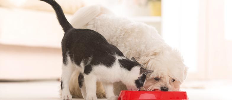 Hund Und Katze Aneinander Gewöhnen So Klappts