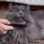 Katze hat Schuppen
